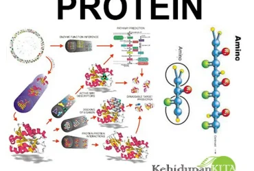 Peran Penting Asupan Protein dalam Pembentukan Tubuh yang Kuat