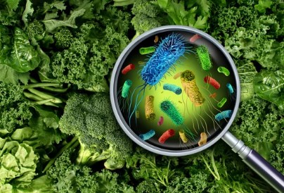 sayuran yang terkontaminasi vakteri e coli